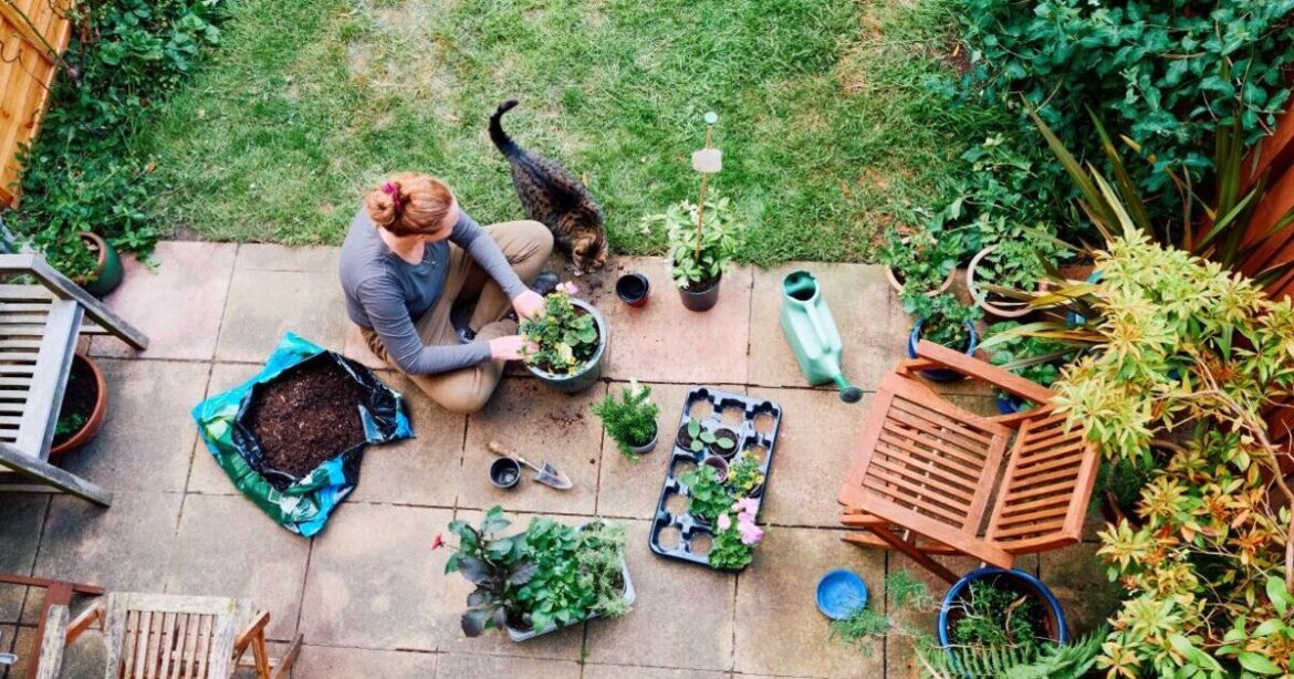 Gardeners urged to put bubble wrap in their gardens