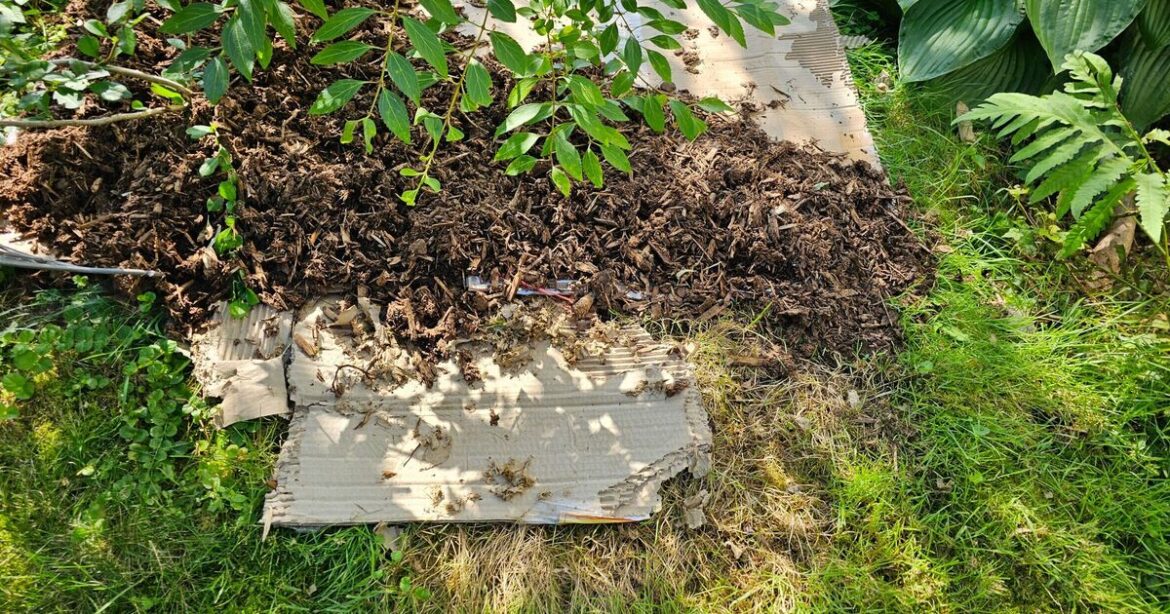 People urged to put cardboard in gardens before winter People urged to put cardboard in gardens before winter