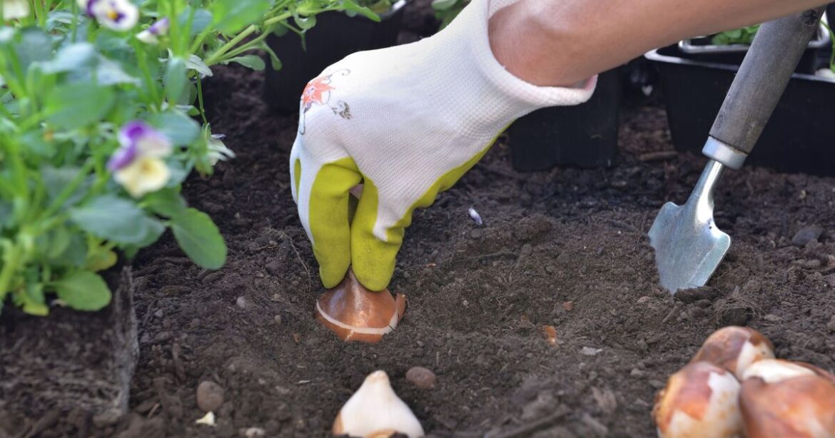 November gardening: What to do and plant in your garden now November gardening: What to do and plant in your garden now