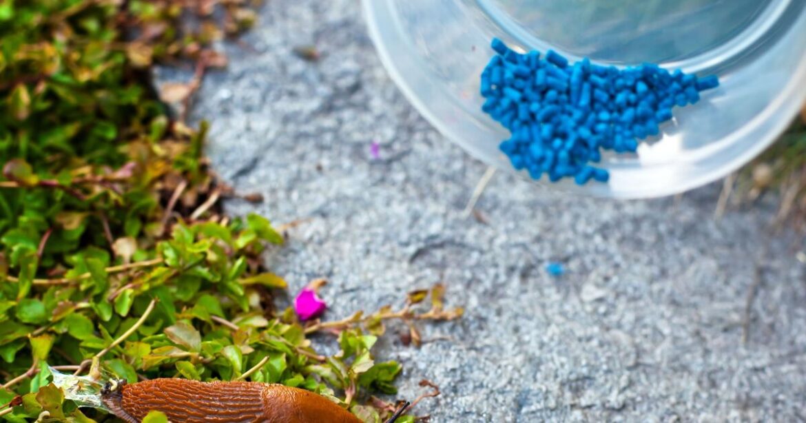 Gardeners told ‘check sheds’ as legal warning issued over slug pellets