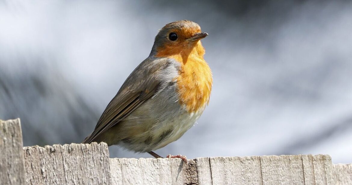 Robins will flock to garden if 1 fruit is added to bird feeders Robins will flock to garden if 1 fruit is added to bird feeders