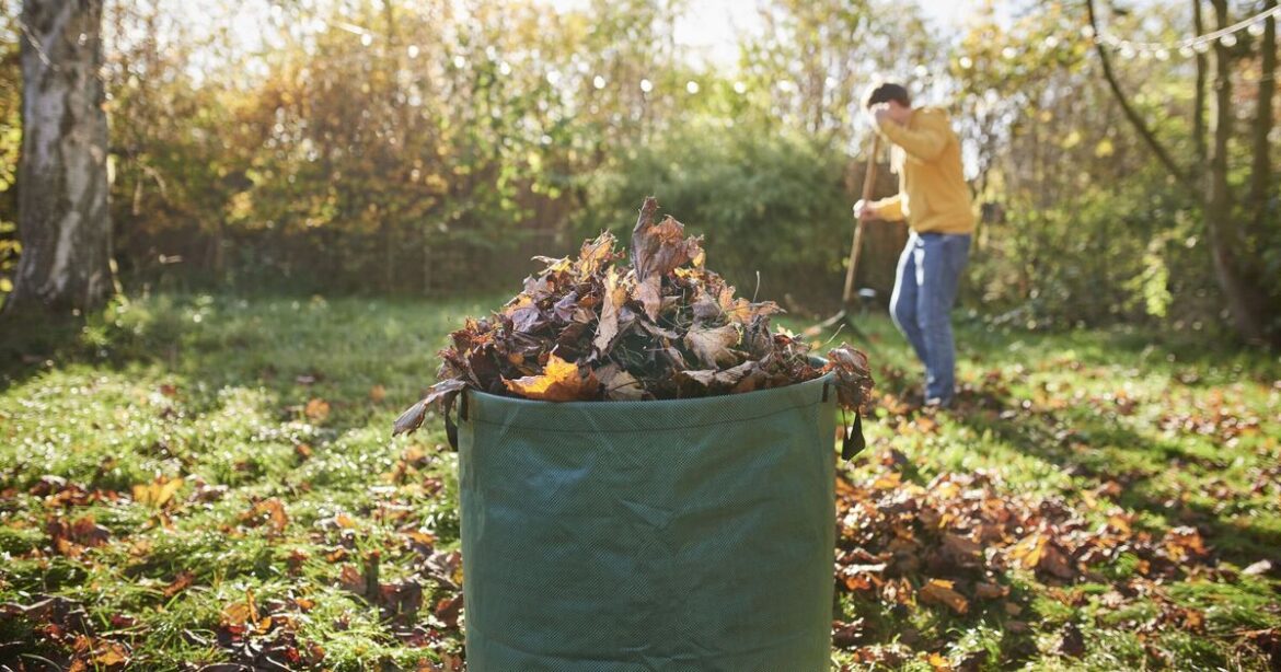 Gardeners urged to never put fallen leaves in wheelie bin