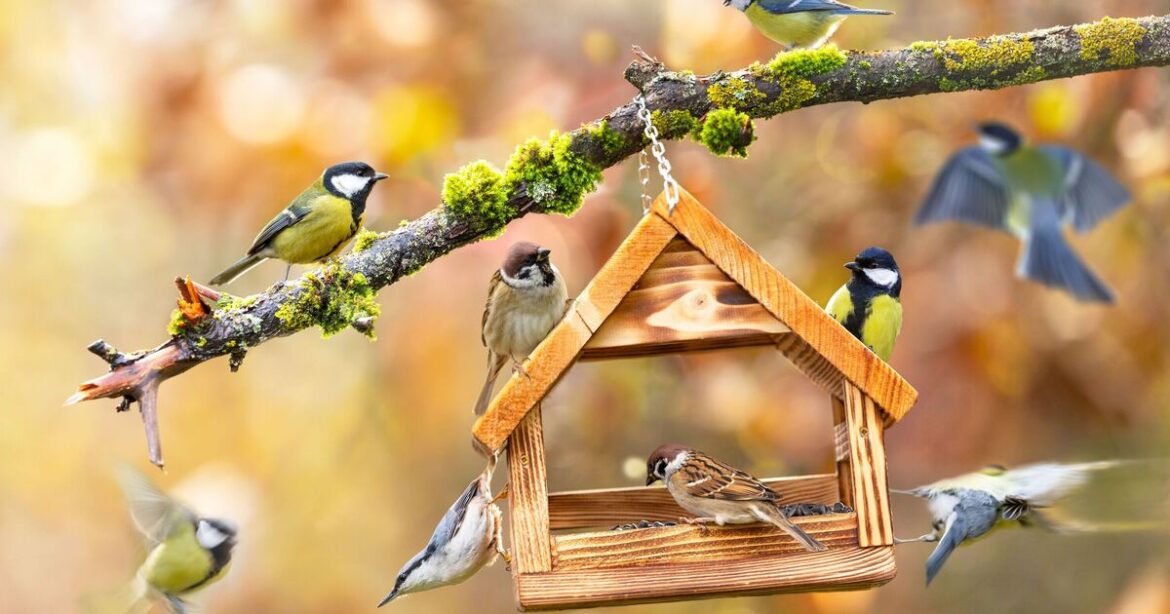 Gardeners urged to check bird feeders ‘every 24 hours’ or risk sickness Gardeners urged to check bird feeders 'every 24 hours' or risk sickness