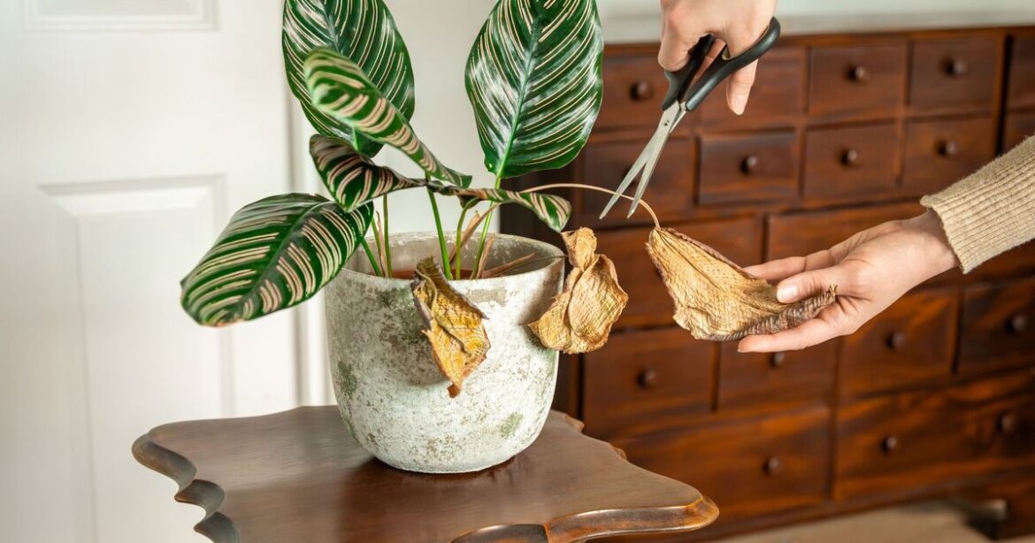 Avoid drooping and wilting houseplants this winter by stopping 1 common habit Avoid drooping and wilting houseplants this winter by stopping 1 common habit