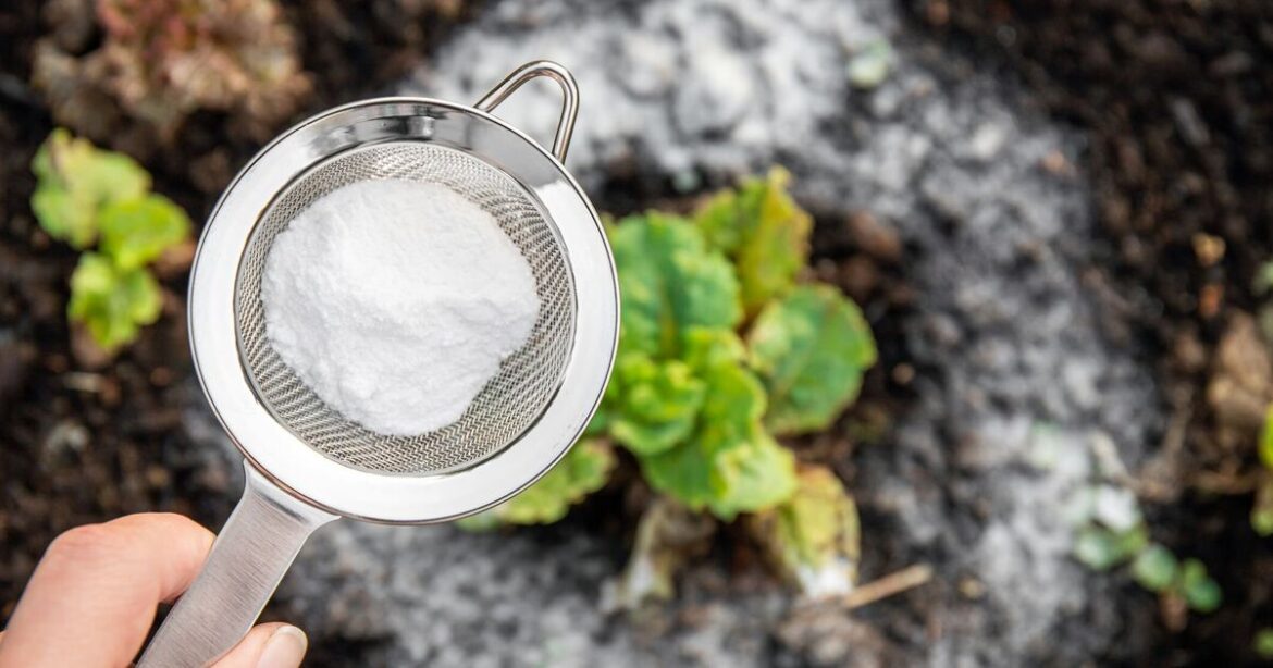 Why gardeners are being urged to use washing powder in gardens Why gardeners are being urged to use washing powder in gardens