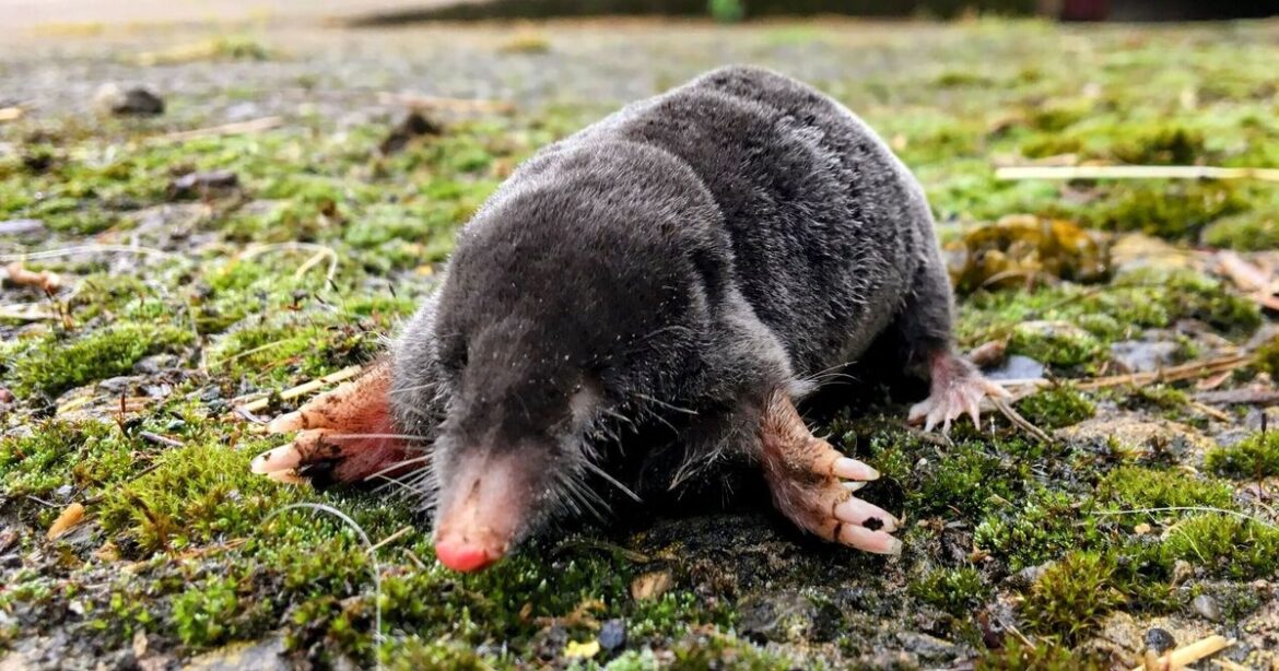 Moles won't enter your garden if you plant 1 flower in November