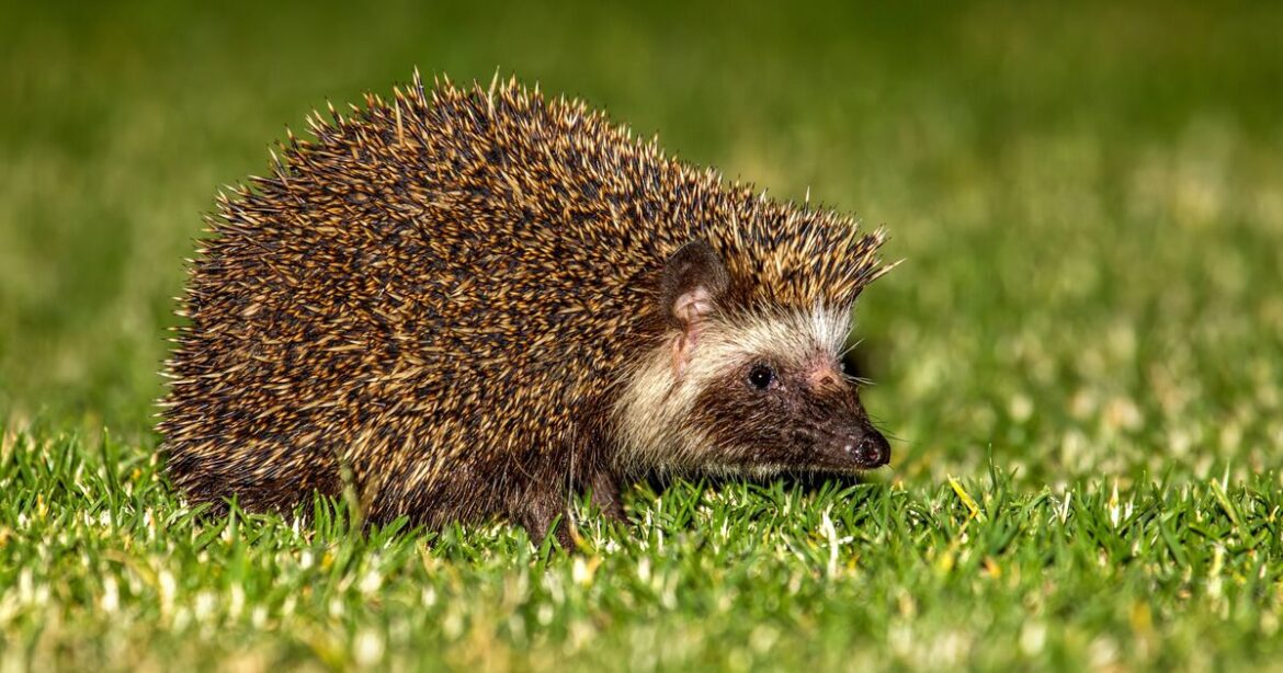 Hedgehogs will survive winter if you place 1 item in your garden Hedgehogs will survive winter if you place 1 item in your garden