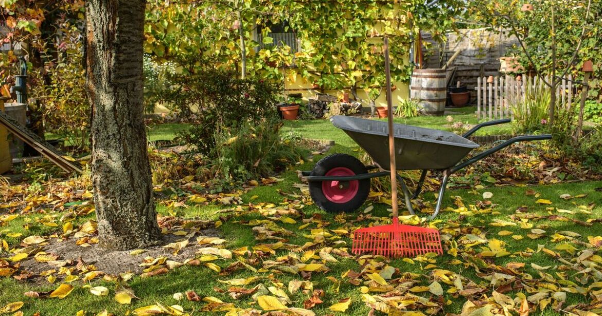 Gardeners urged to do 1 thing with ‘brown leaves on lawn’ before December Gardeners urged to do 1 thing with 'brown leaves on lawn' before December