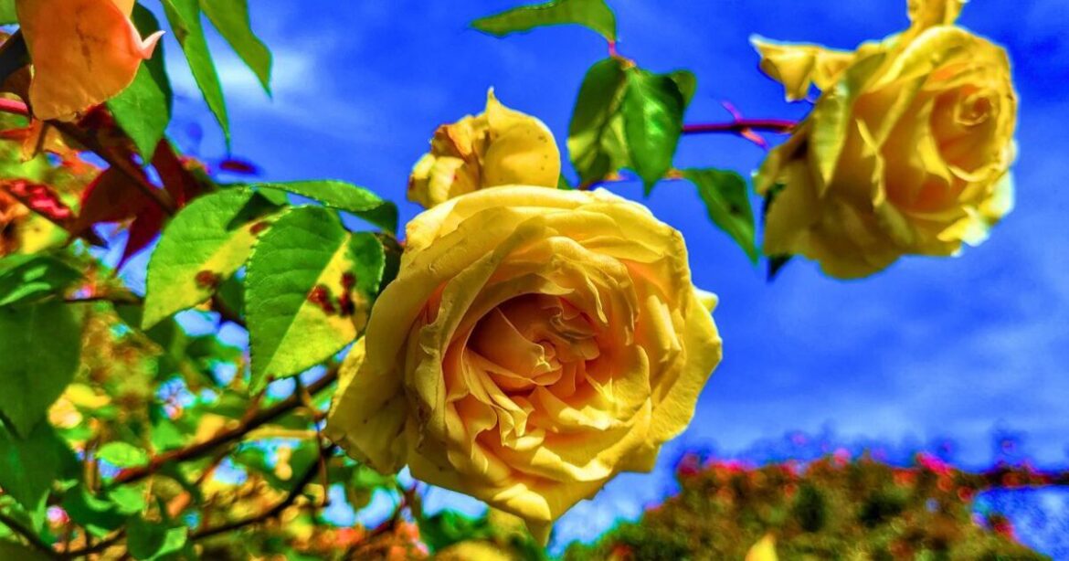 Roses will stay healthy throughout winter if 1 task is done