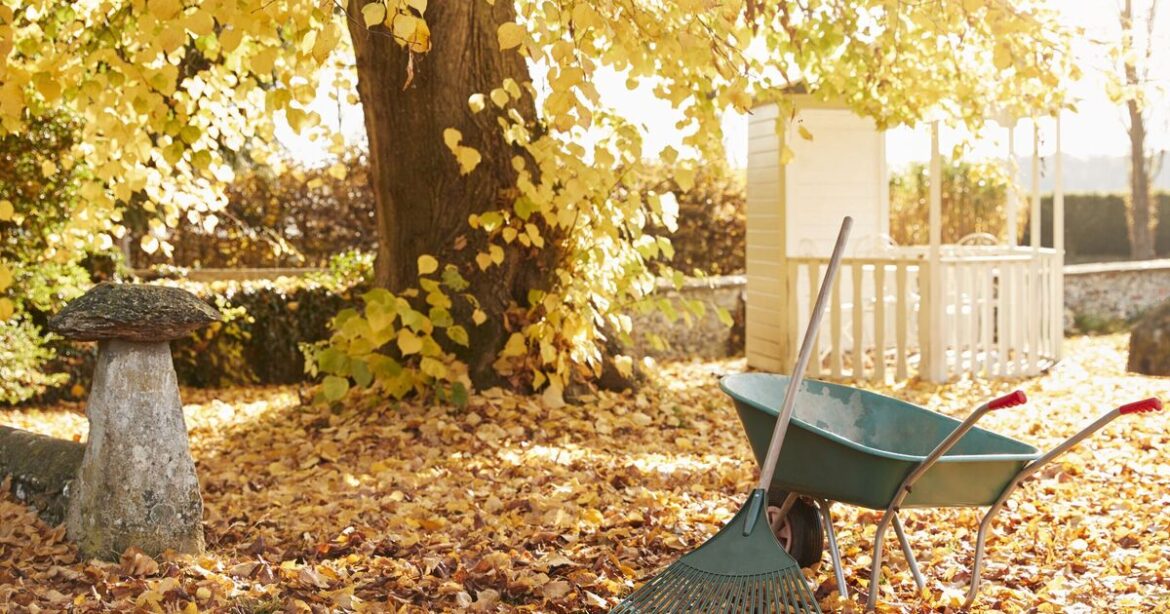 Gardeners urged to sprinkle lime juice in garden in November