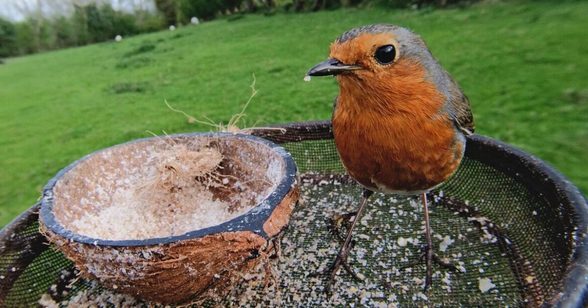 Robins will flourish in gardens if coffee is left on bird tables