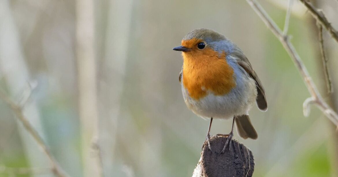 Robins will flock to your garden this winter if you leave out 2 kitchen items Robins will flock to your garden this winter if you leave out 2 kitchen items