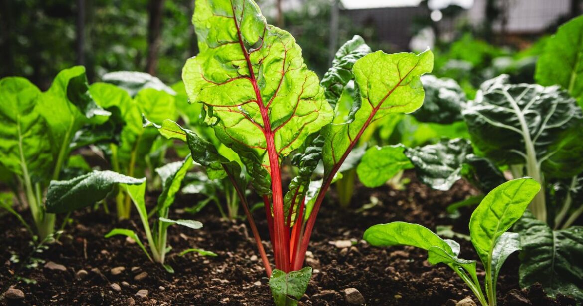 Rhubarb will grow 'so fast' and taste sweeter if you do 1 thing this winter