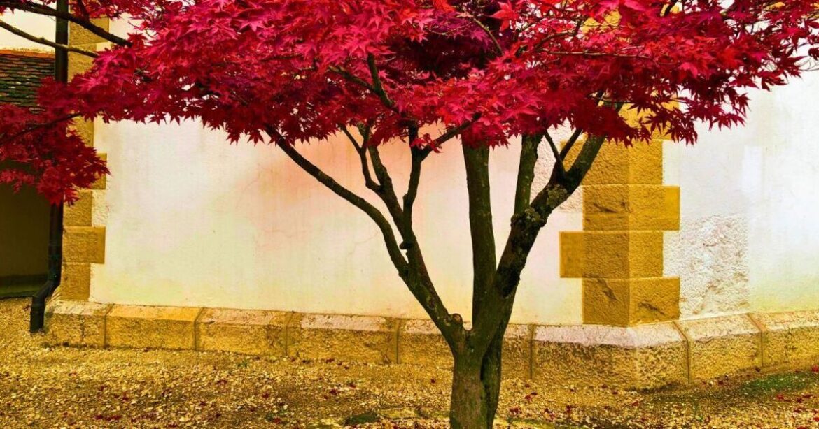 Keep Japanese maples healthy in winter starting with November job