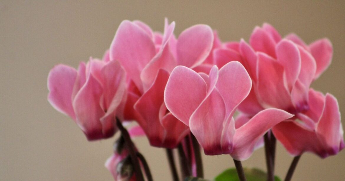 Cold-loving plant will add colour and charm to your garden the winter Cold-loving plant will add colour and charm to your garden the winter