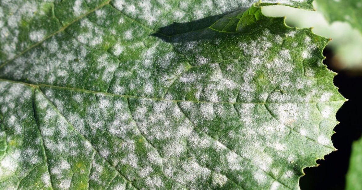 Stop fungal infections by spraying plants with 1 natural item