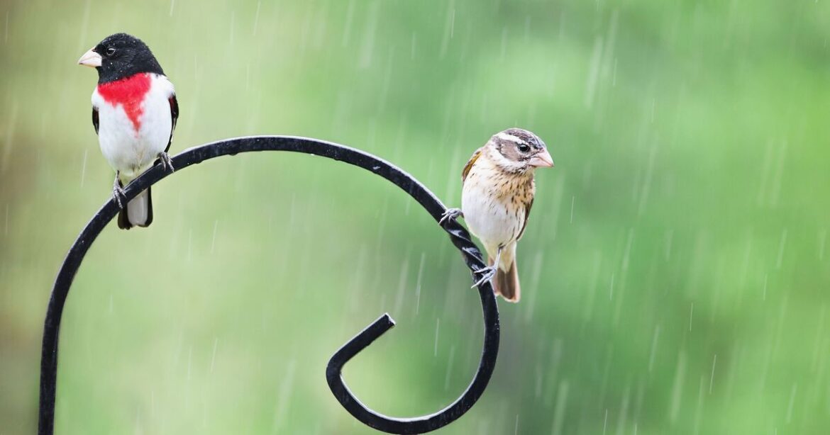 Warning issued to anyone with bird feeder in garden in November