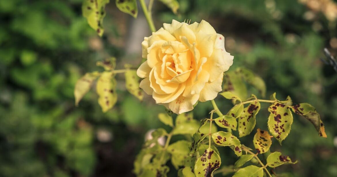 How to stop roses dying from diseases with 1 simple natural item How to stop roses dying from diseases with 1 simple natural item