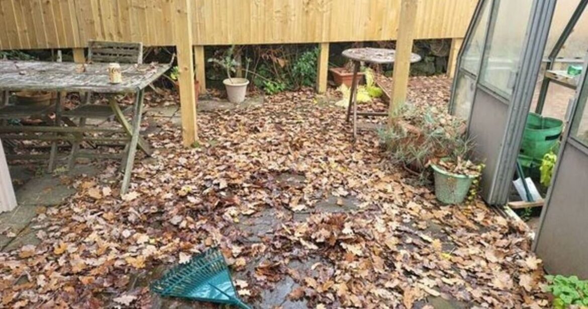 Gardeners warned not to get rid of leaves in garden this winter Gardeners warned not to get rid of leaves in garden this winter