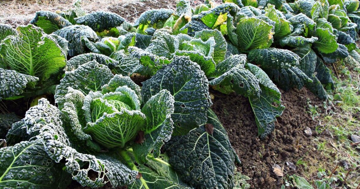Key action gardeners need to take now to get early vegetable crop next year Key action gardeners need to take now to get early vegetable crop next year