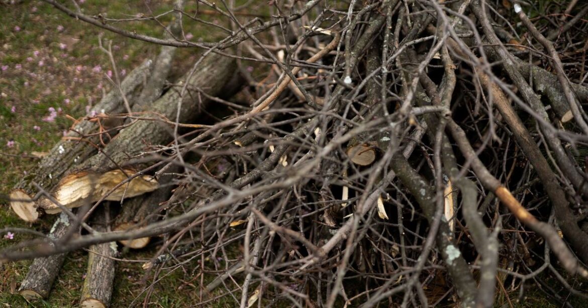Gardeners urged to put branches in garden in November Gardeners urged to put branches in garden in November