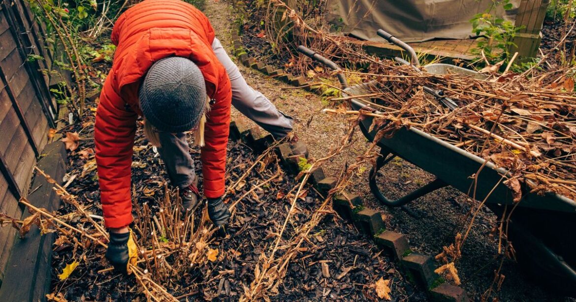 UK households urged to prune trees as soon as possible this week