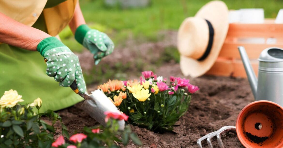 Transform ‘dull’ gardens with ‘winter colour’ plants Transform 'dull' gardens with 'winter colour' plants