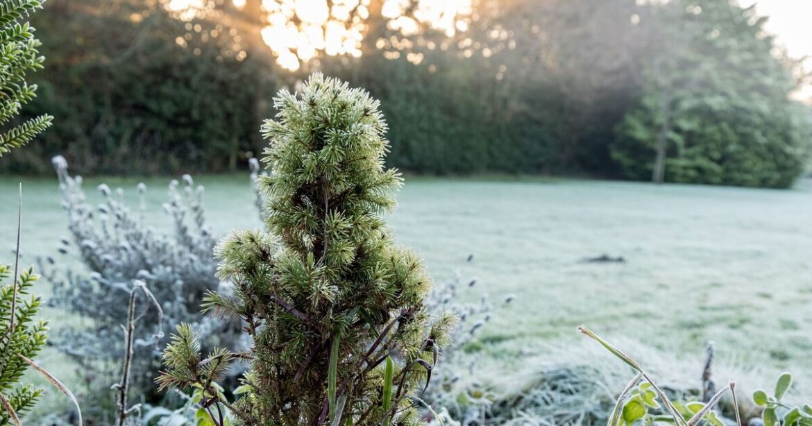 UK households urged to do 1 thing for gardens this week