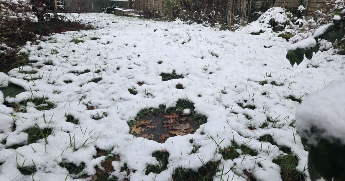 Gardeners warned not to clear snow from garden this week Gardeners warned not to clear snow from garden this week