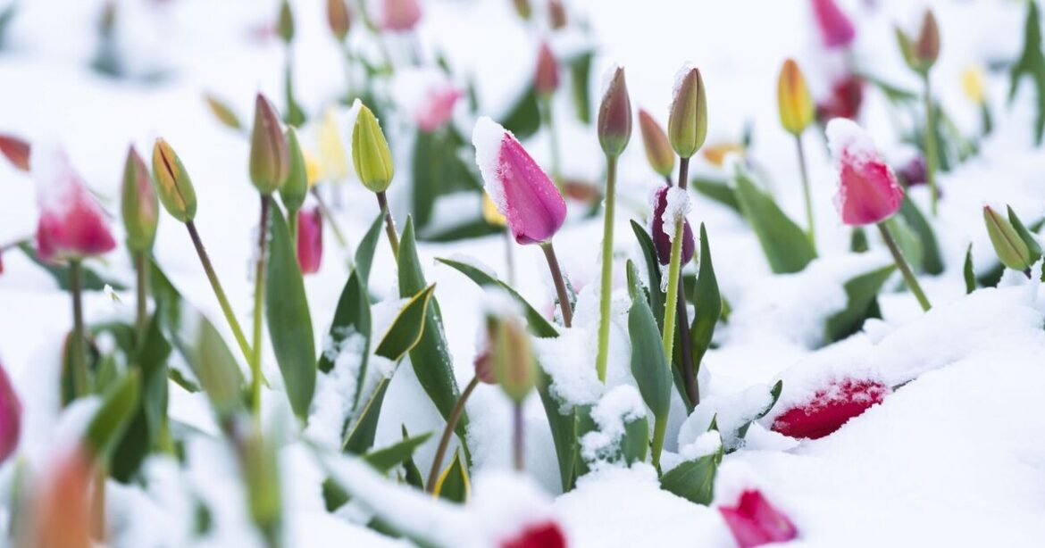 Gardeners urged to put 'old bedsheet' in their gardens this month