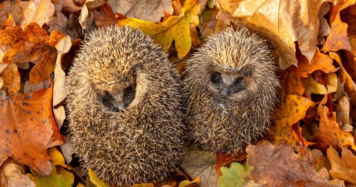 Hedgehogs will visit your garden this winter if you make '3 small changes'