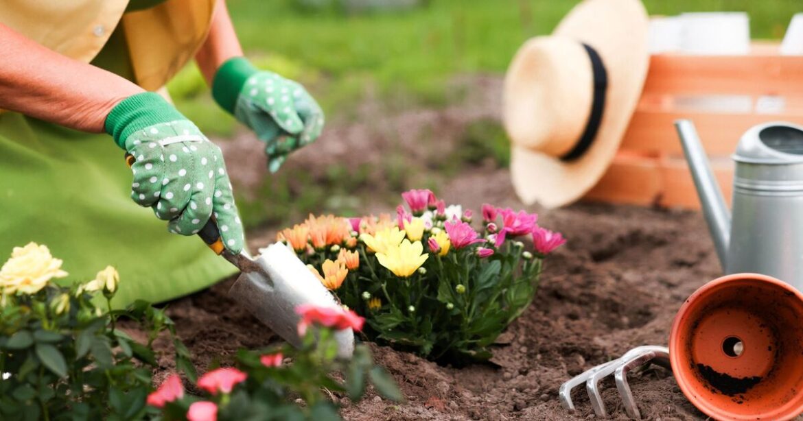 Plant this flower now or you'll miss out for another year