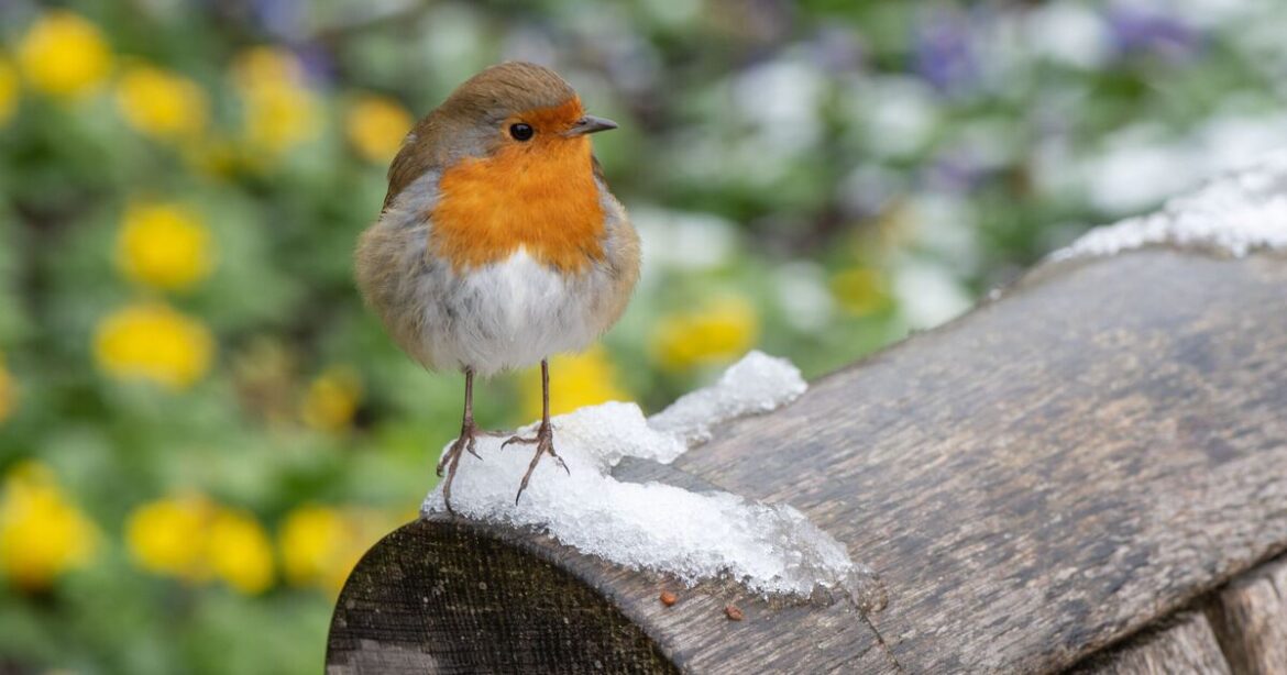 Robins flock to gardens in December that don't trim plant they love