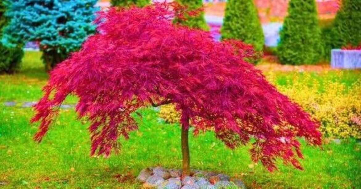 Japanese maples stay healthy in winter if a 10-second job is done in the morning