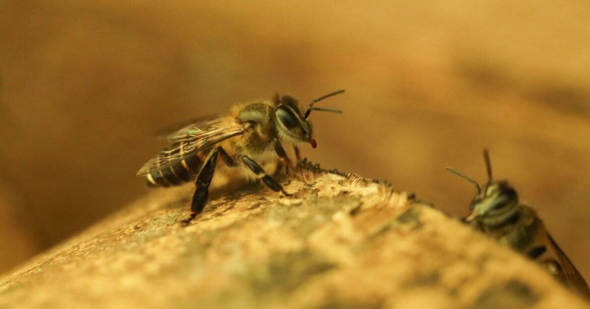 Bees will come to your garden next spring if you plant 1 bulb in Novem