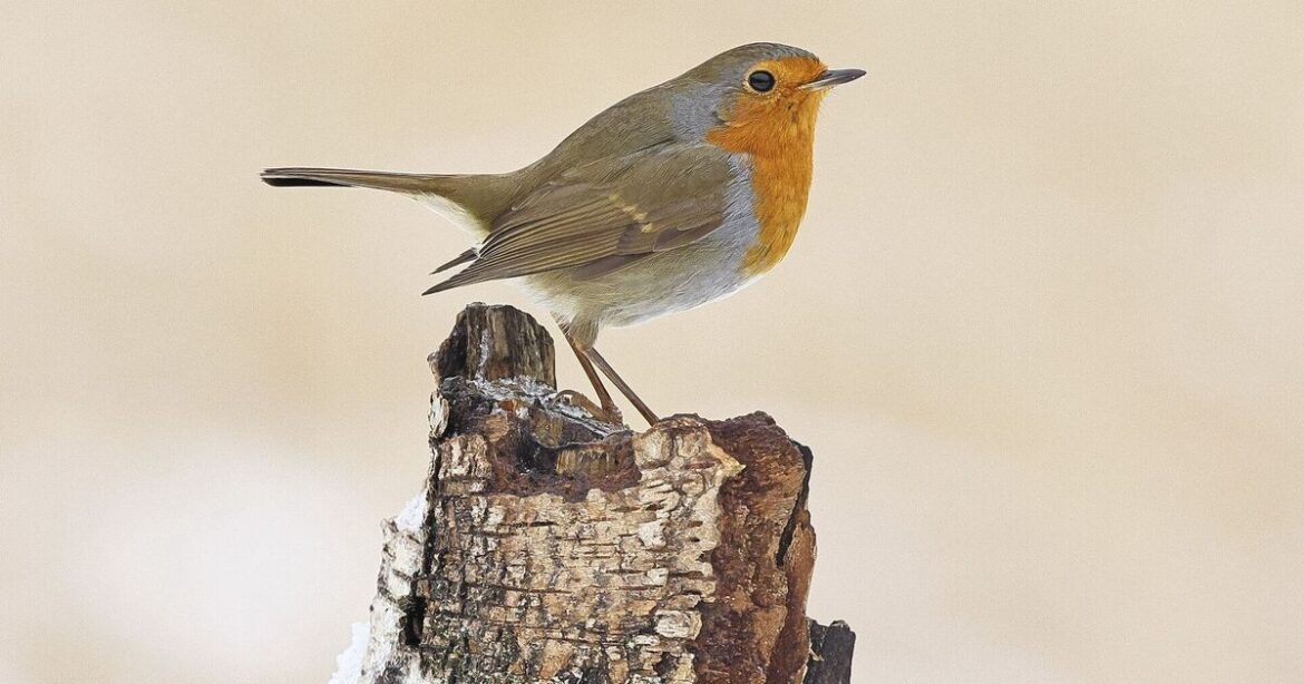 Robins will keep visiting garden if you place 1 food outside Robins will keep visiting garden if you place 1 food outside