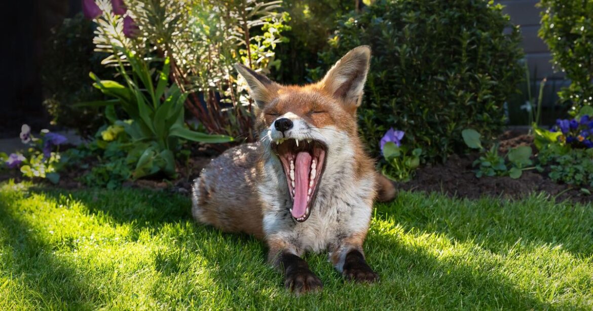 Foxes will leave your garden alone if you use 1 household leftover Foxes will leave your garden alone if you use 1 household leftover
