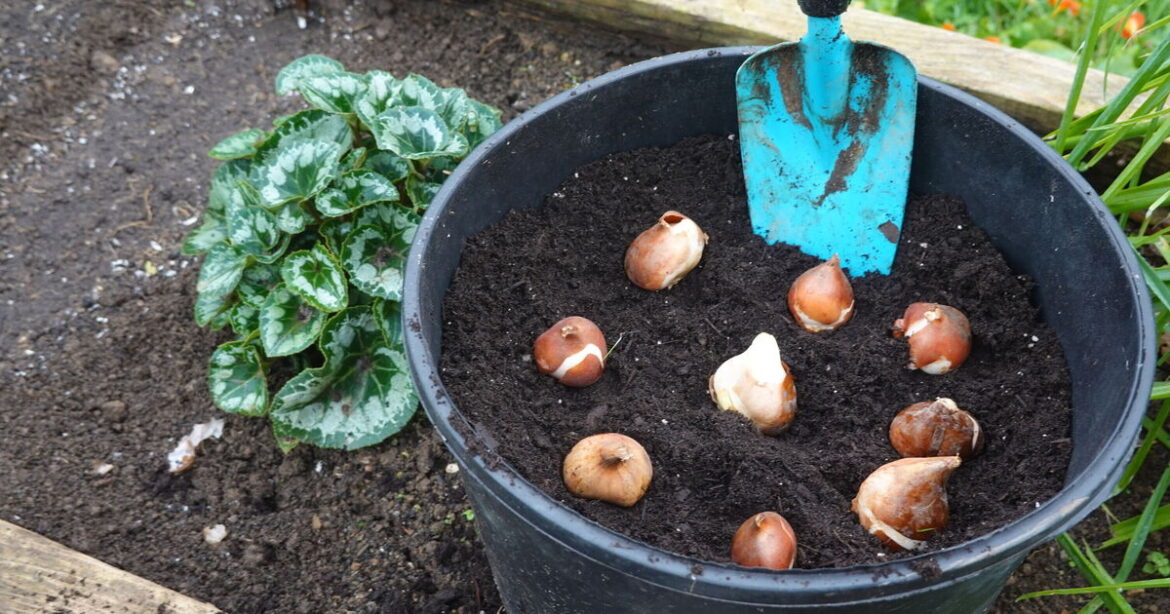 Seven jobs to complete before December for a ‘healthy, tidy and full of life’ garden