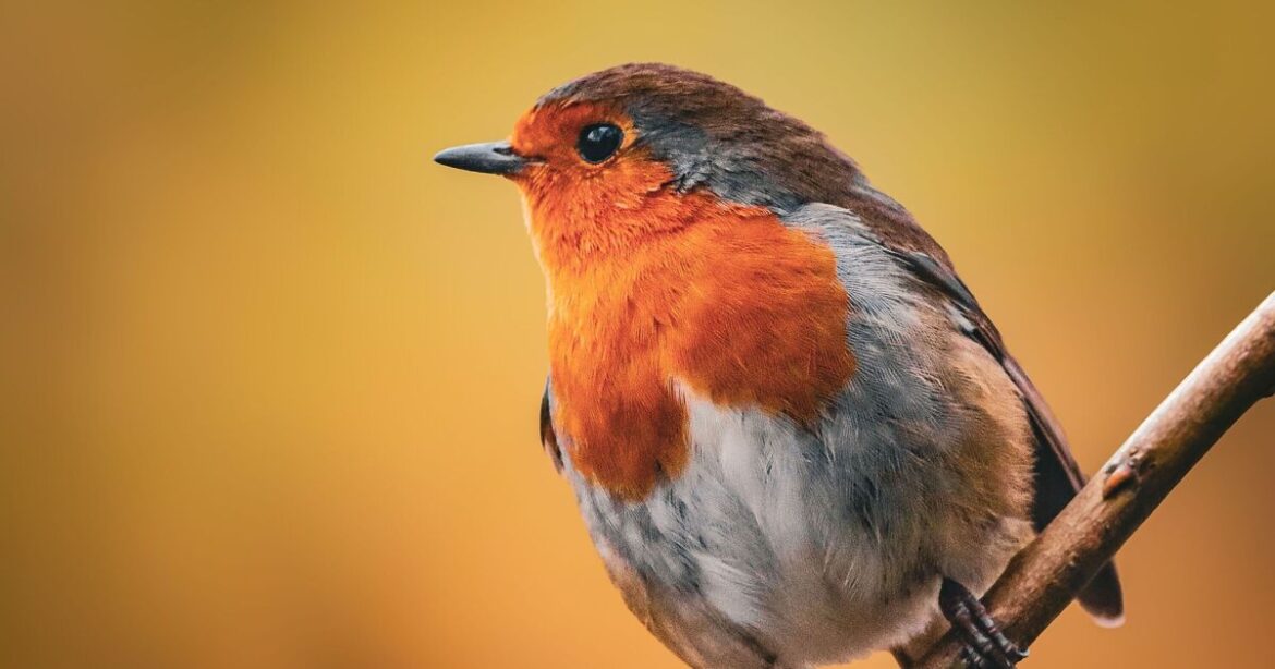 Robins will flock to your garden this winter if you do 1 thing