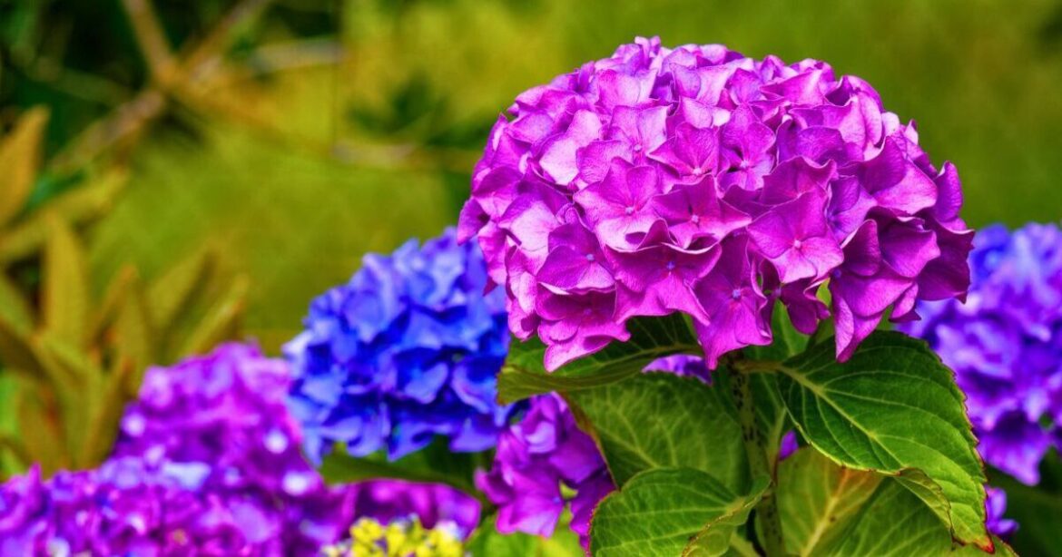 Hydrangeas grow fuller blooms after winter if you add a natural item to the soil