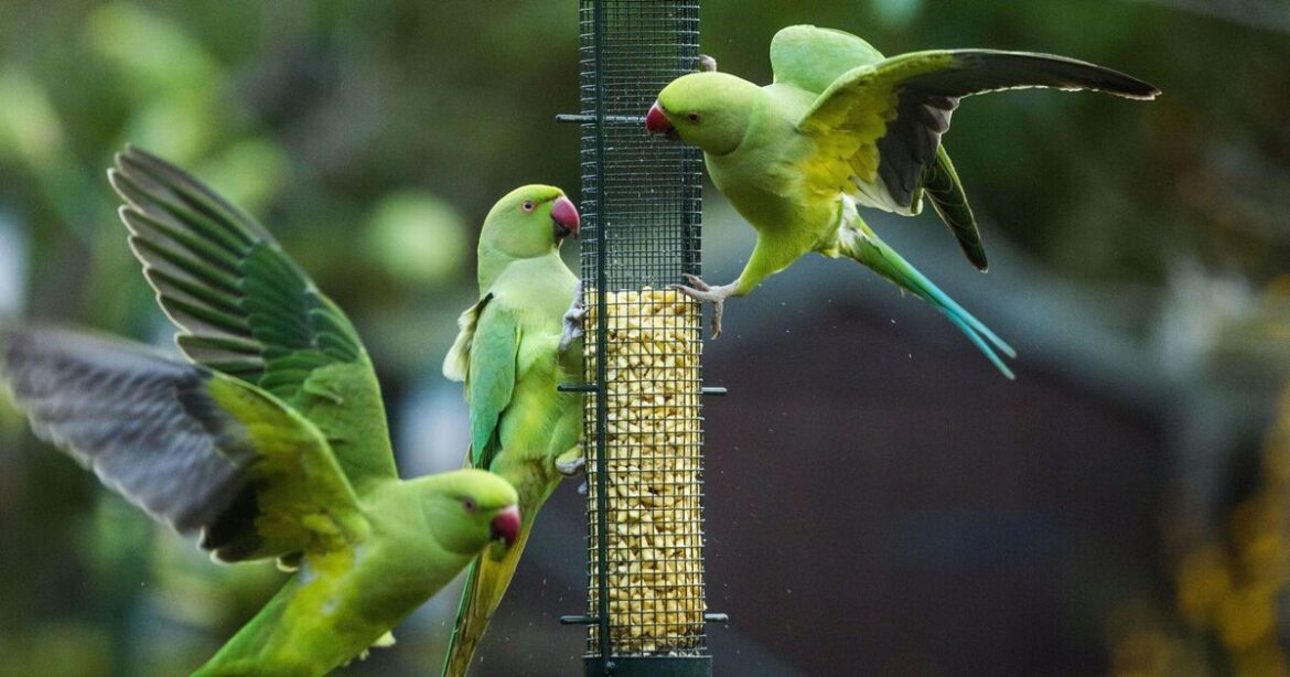 Stop parakeets scaring off robins with 1 'easy solution'