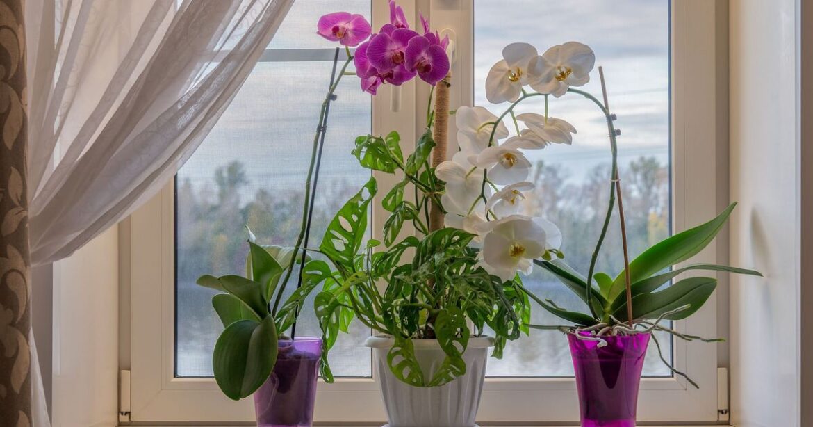 Orchids thrive when 1 job is done in November