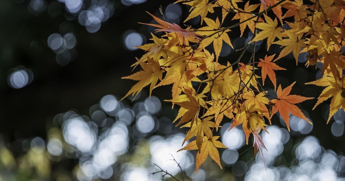Acers will grow back bigger next year if gardeners carry out 1 task