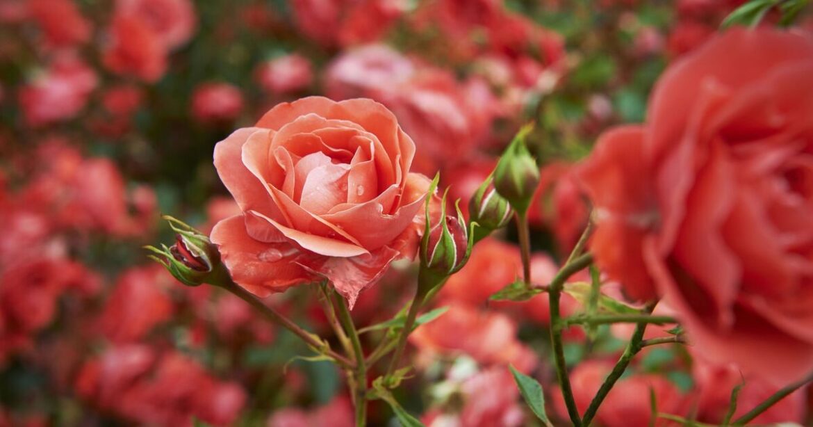 Roses will bloom beautifully in spring if you do 1 crucial task now Roses will bloom beautifully in spring if you do 1 crucial task now