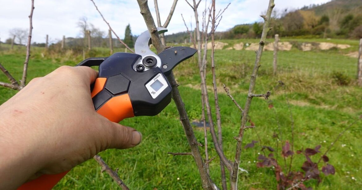 Gardeners urged to remove rust from tools overnight with 35p item Gardeners urged to remove rust from tools overnight with 35p item