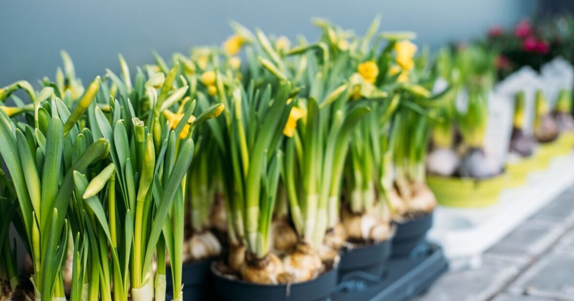 Last chance to plant 4 flowers this weekend for a ‘stunning’ spring display Last chance to plant 4 flowers this weekend for a ‘stunning’ spring display