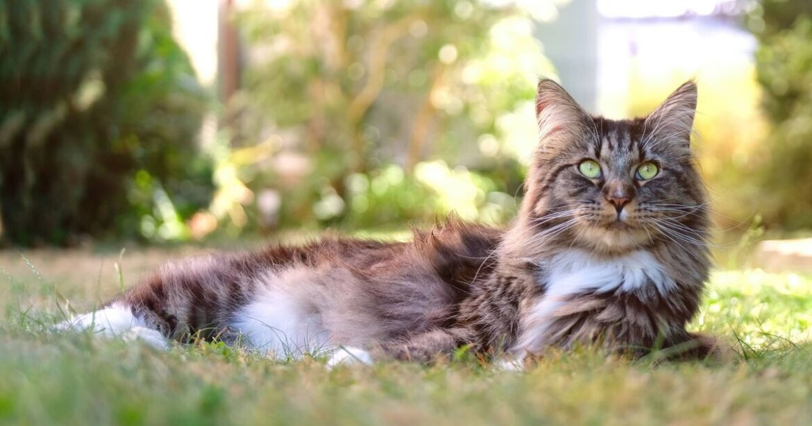 'Keep cats away' from your garden with 5 tips including DIY spray—deters foxes too