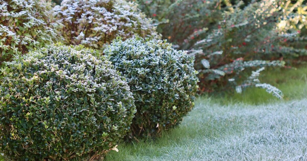 Five gardening jobs that need doing in December