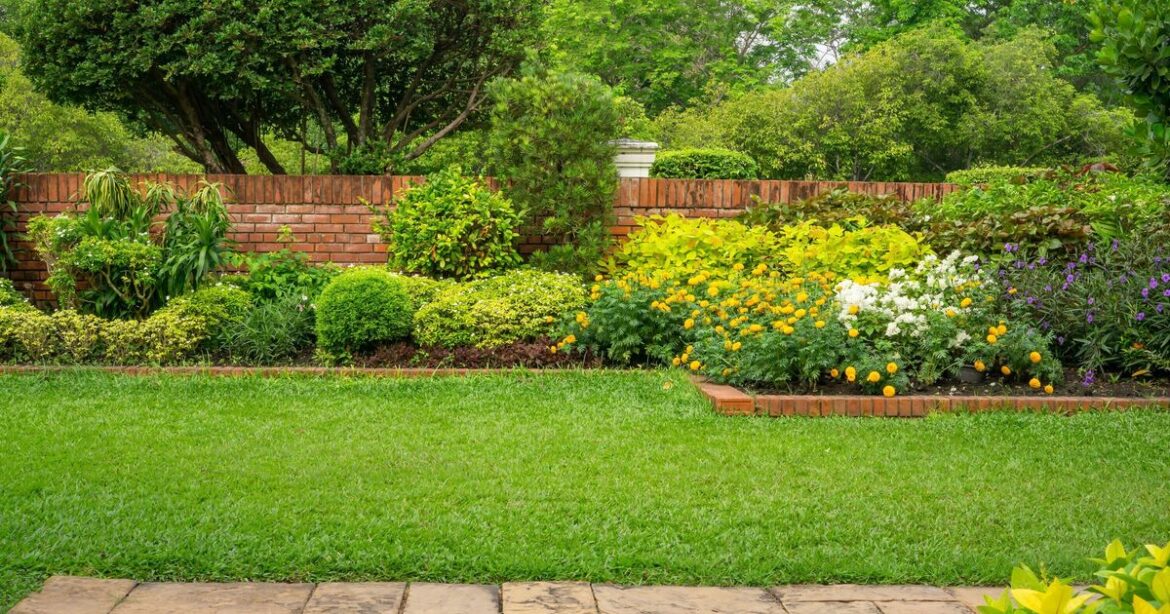 Lawns will be green and healthy in spring if you do 3 simple things in December