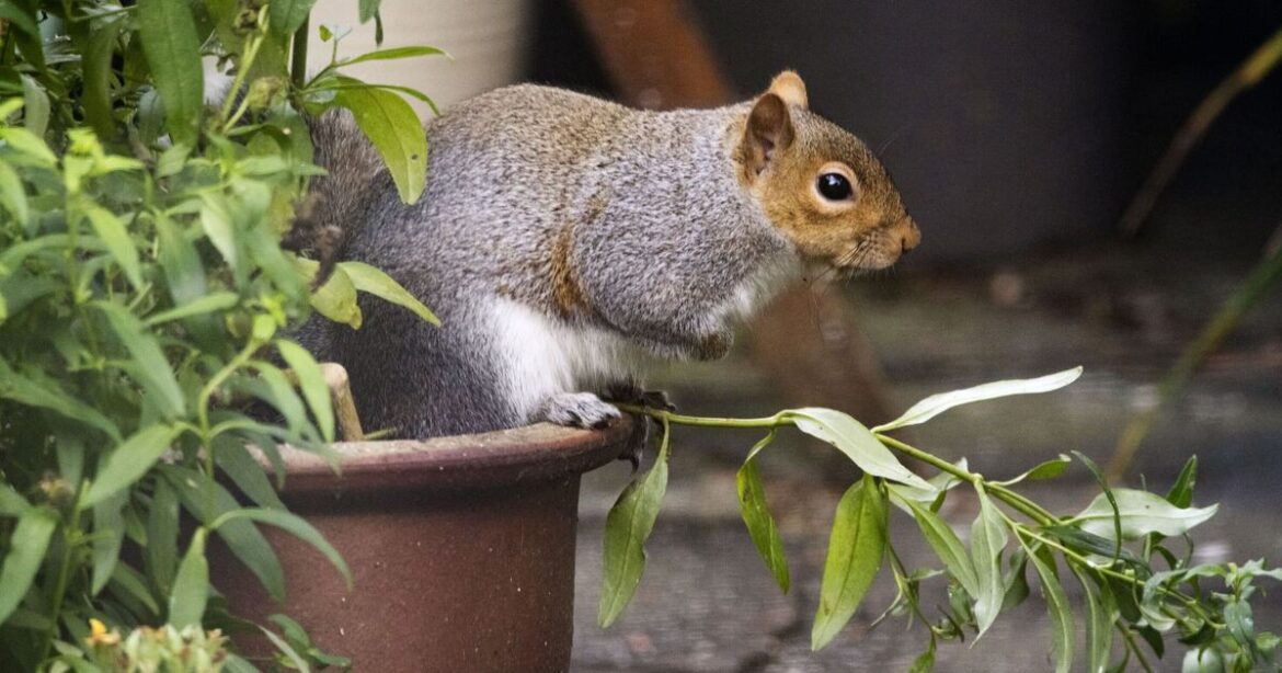 How to keep squirrels away from plant pots How to keep squirrels away from plant pots